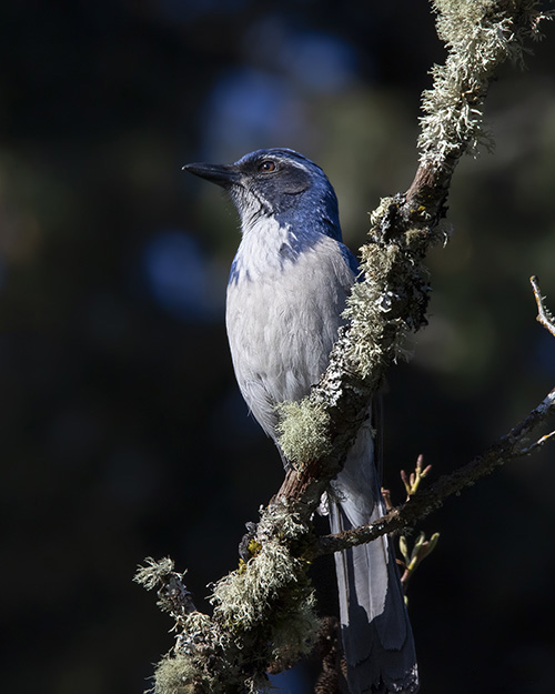 California Scrub-Jay