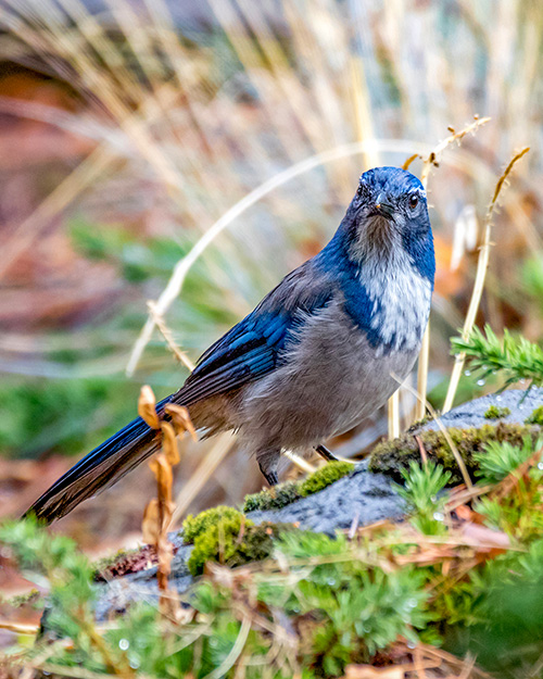 California Scrub-Jay