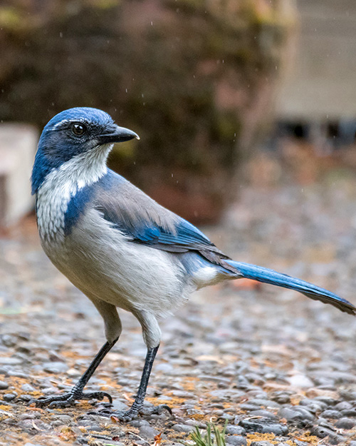 California Scrub-Jay