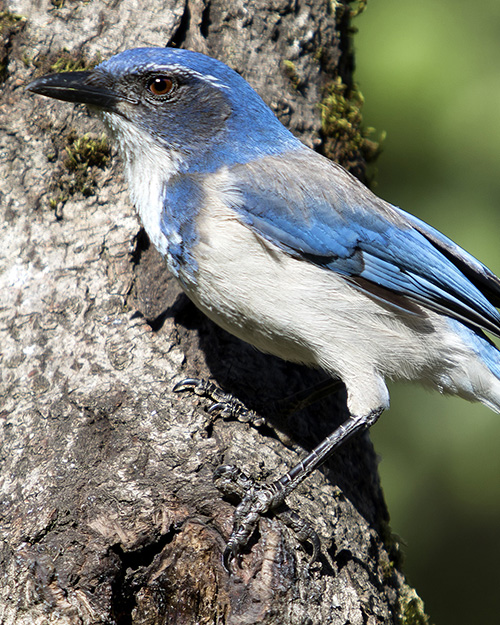 California Scrub-Jay