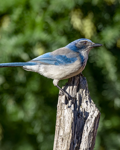 California Scrub-Jay