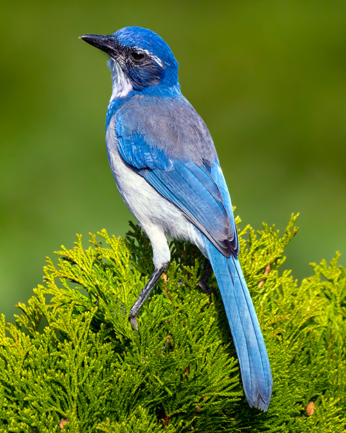 California Scrub-Jay