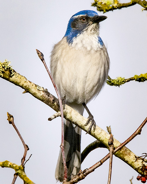 California Scrub-Jay