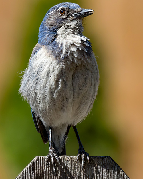 California Scrub-Jay