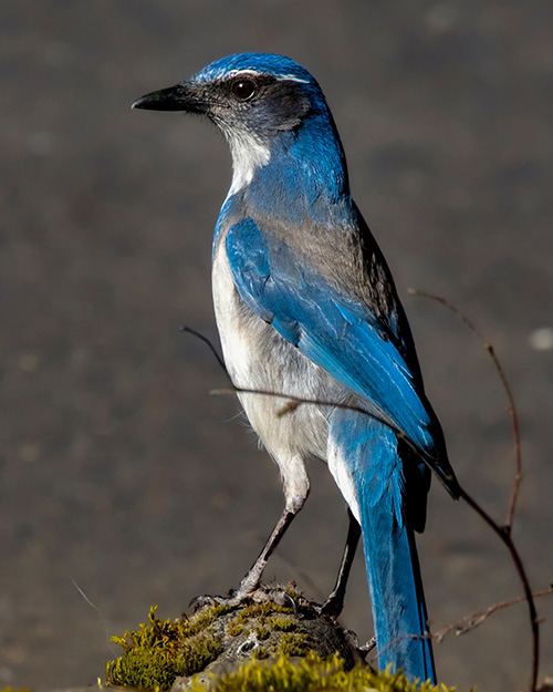 California Scrub-Jay