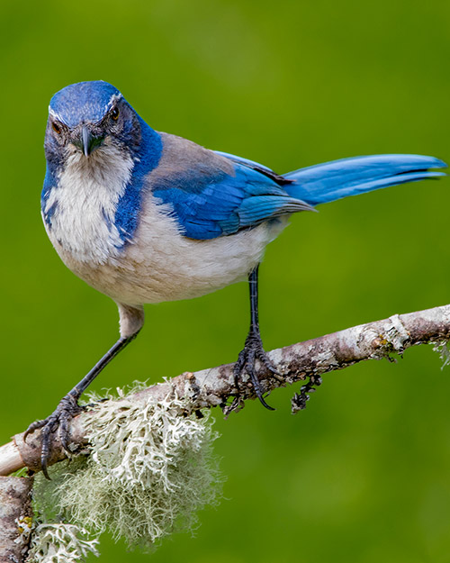 California Scrub-Jay