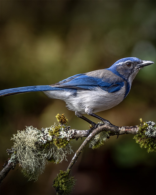 California Scrub-Jay