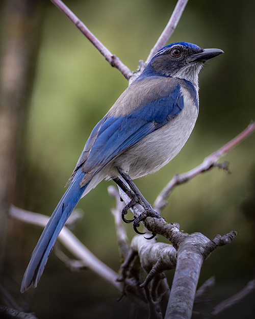 California Scrub-Jay