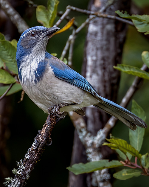 California Scrub-Jay