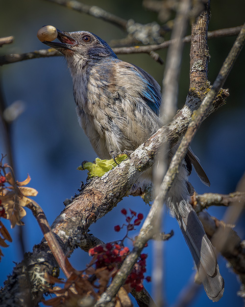 California Scrub-Jay