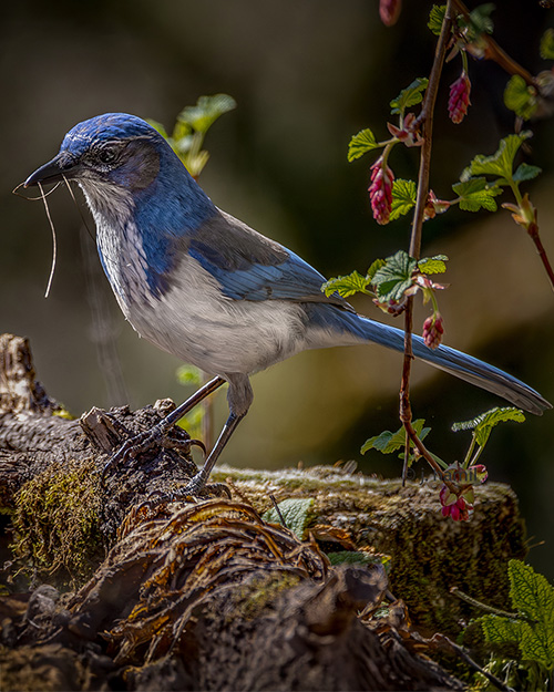California Scrub-Jay