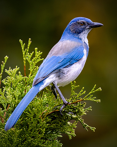 California Scrub-Jay