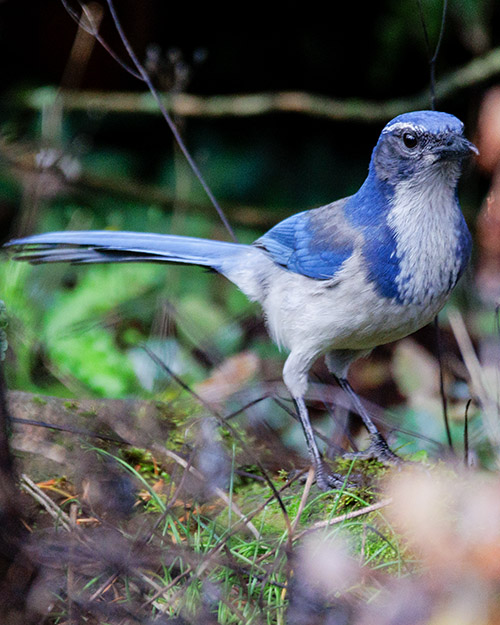 California Scrub-Jay