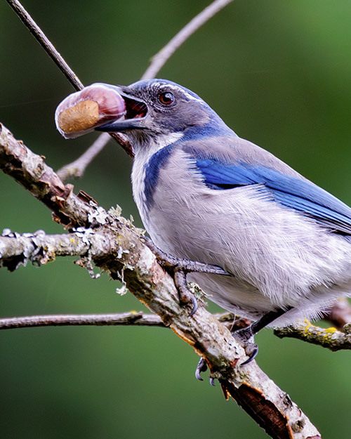 California Scrub-Jay