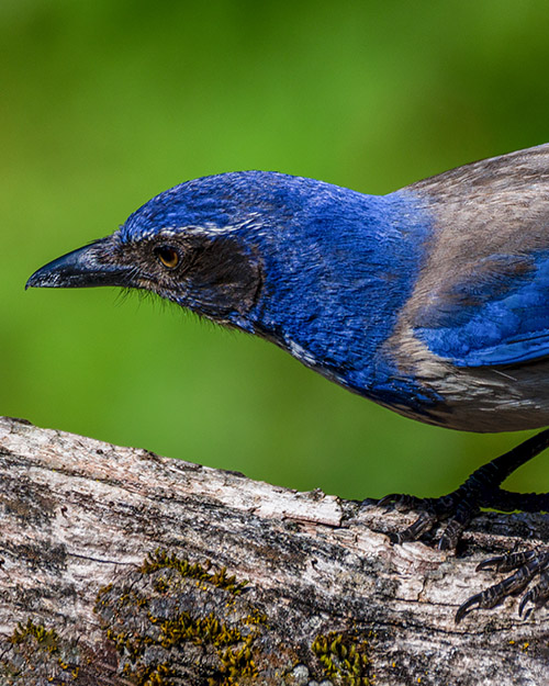 California Scrub-Jay