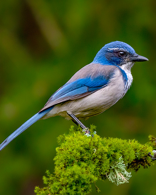 California Scrub-Jay