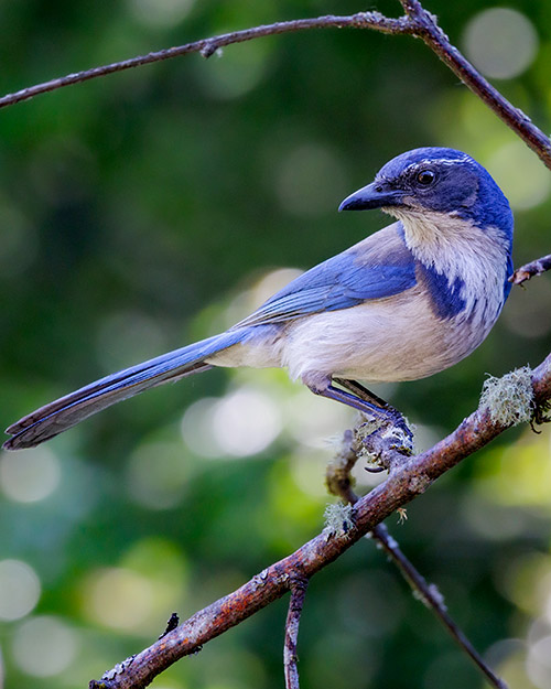 California Scrub-Jay