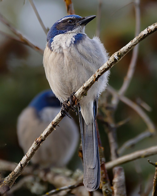 California Scrub-Jay