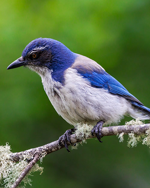 California Scrub-Jay