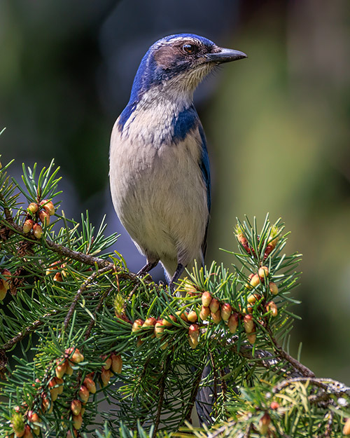 California Scrub-Jay