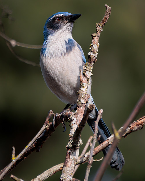 California Scrub-Jay