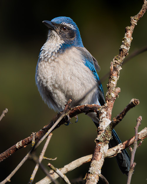 California Scrub-Jay