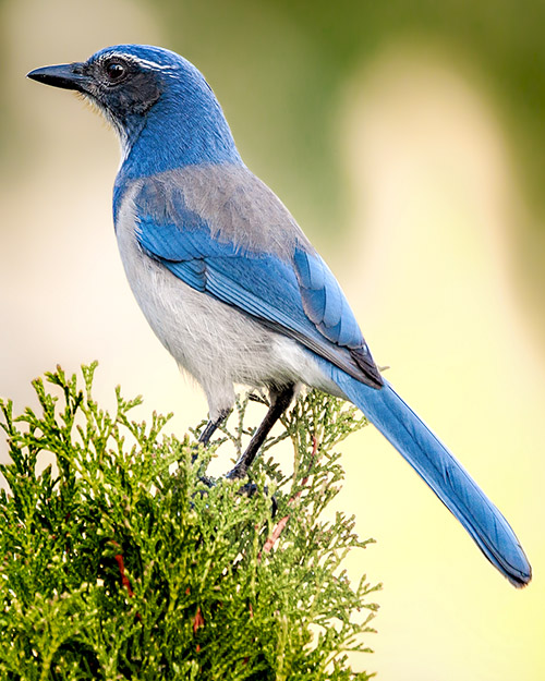 California Scrub-Jay