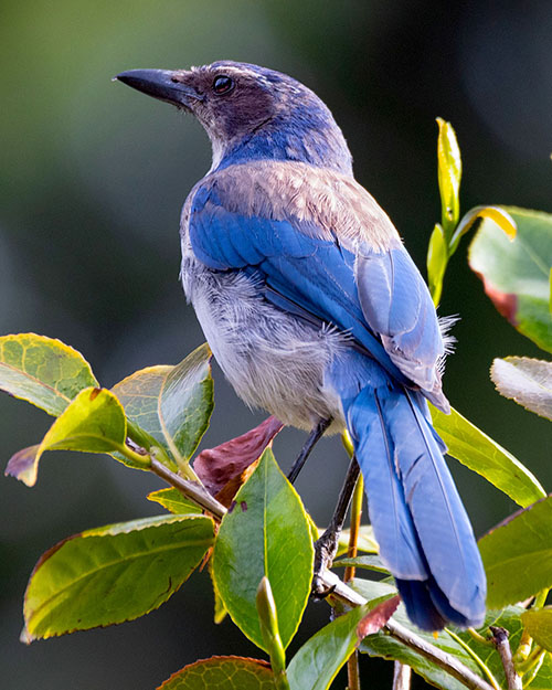 California Scrub-Jay