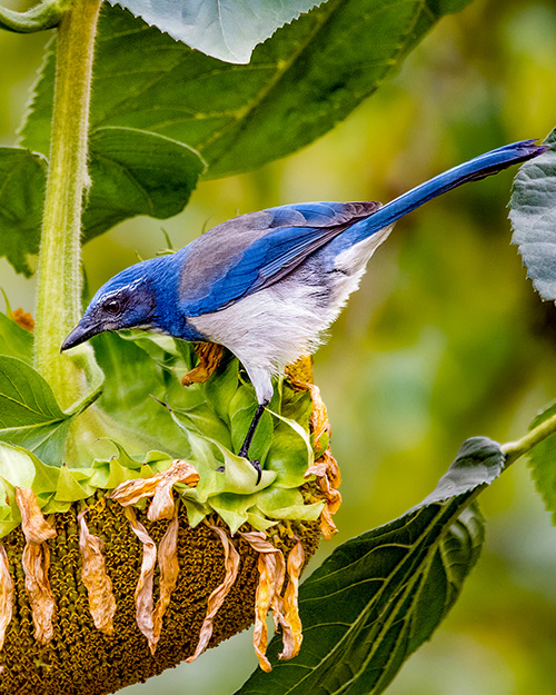 California Scrub-Jay