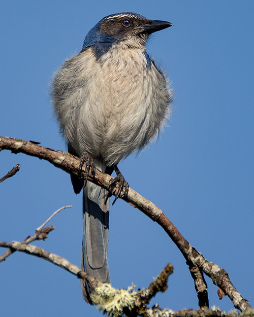 California Scrub-Jay