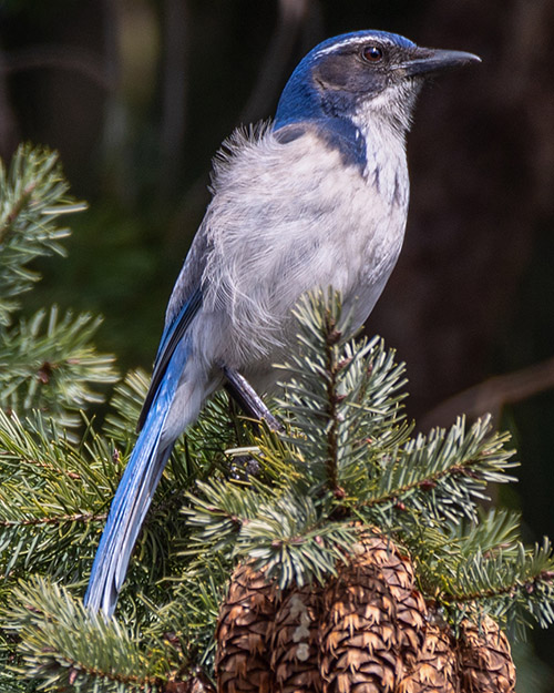 California Scrub-Jay