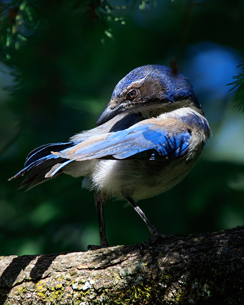 California Scrub-Jay