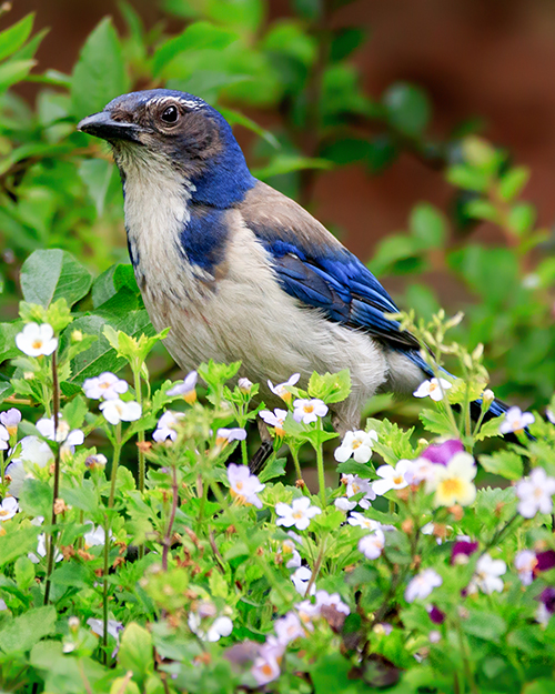 California Scrub-Jay