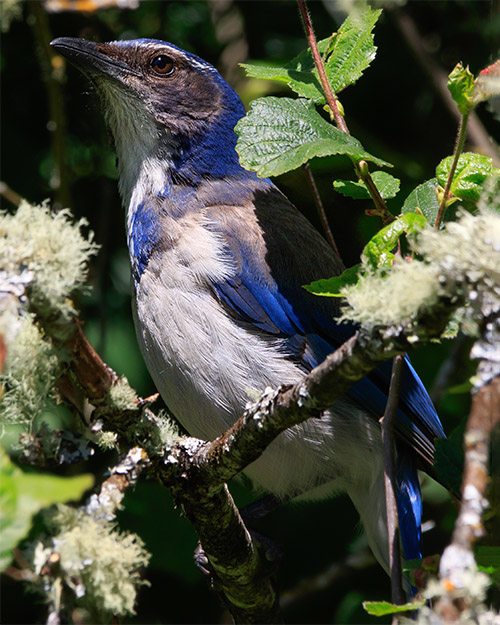 California Scrub-Jay