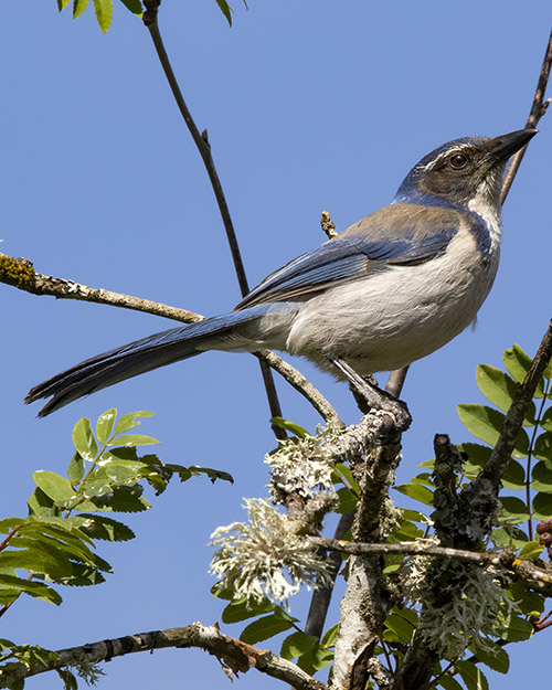 California Scrub-Jay