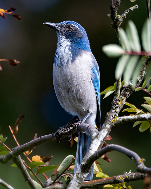 California Scrub-Jay