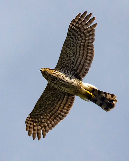 Sharp-shinned Hawk