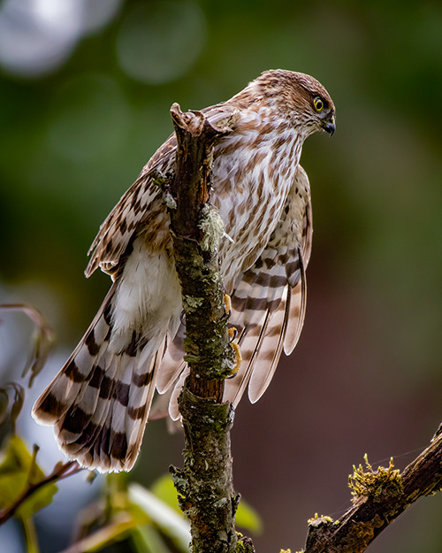 Sharp-shinned Hawk