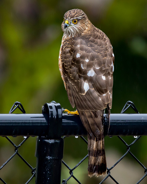 Sharp-shinned Hawk