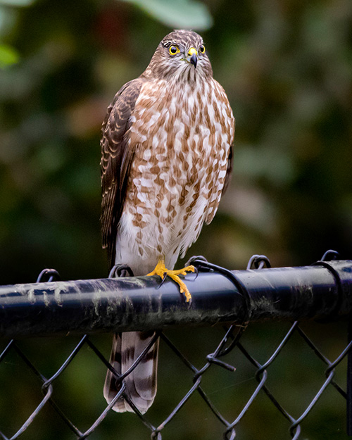 Sharp-shinned Hawk