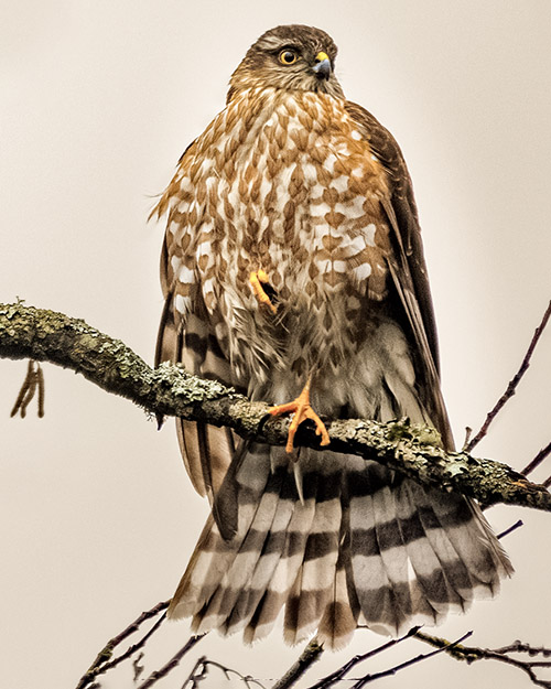 Sharp-shinned Hawk