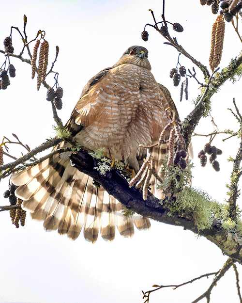 Sharp-shinned Hawk