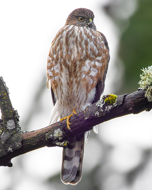 Sharp-shinned Hawk