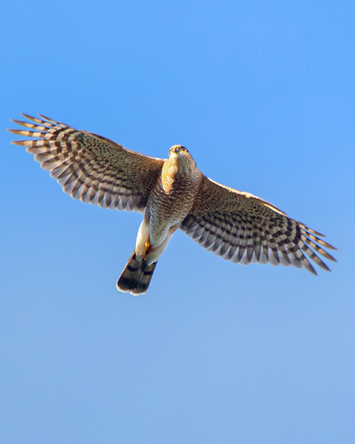 Sharp-shinned Hawk