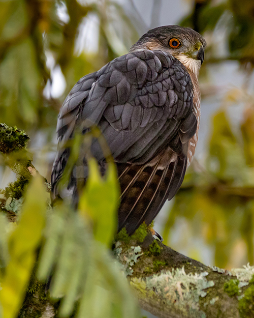 Sharp-shinned Hawk