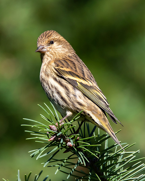 Pine Siskin