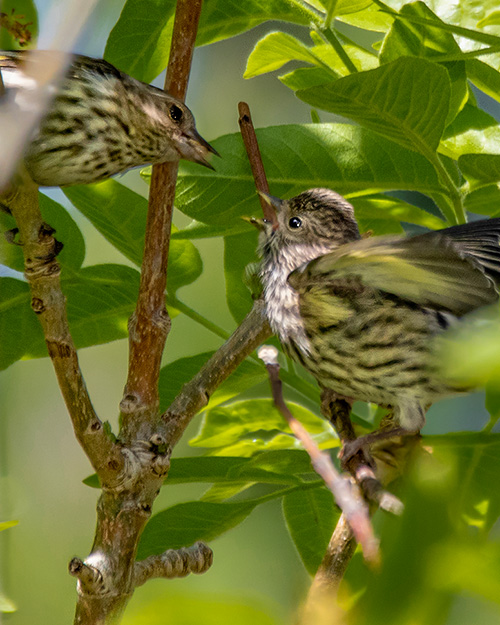 Pine Siskin