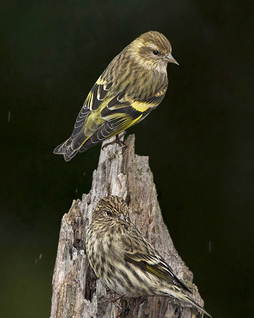 Pine Siskin