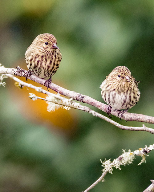 Pine Siskin