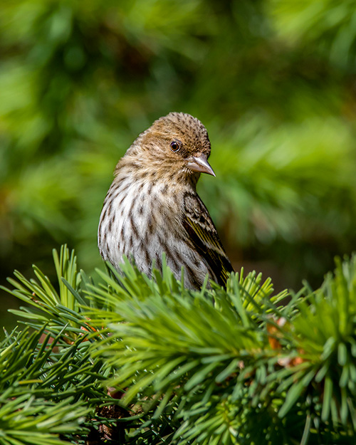 Pine Siskin